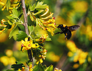 Bumblebee big flying  to the yellow flowers at garden and drinking nectar