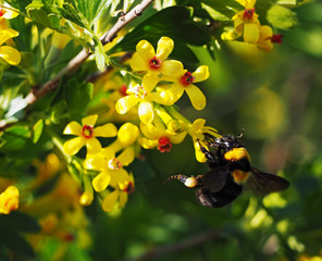 Bumblebee big flying  to the yellow flowers at garden and drinking the  nectar