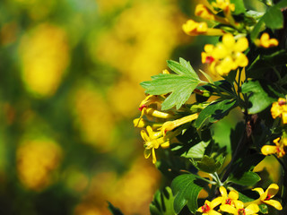  the yellow flowers at the garden background