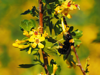Bumblebee large sitting to the yellow flower at the garden
