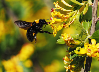 Bumblebee big flying  to the yellow flowers at garden and drinking nectar