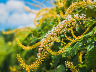 Closeup of sweet almond verbena white flowers with blue skies in the background