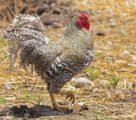 Farm Rooster