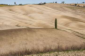 SAN QUIRICO D'ORCIA, TUSCANY / ITALY - OCTOBER 31, 2016: Beautiful tuscan landscape near San Quirico d'Orcia, with rolling hills and tuscan cypress trees. Located in Val D'Orcia countryside - Italy.
