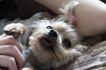 LILY DOG YORSHIRE 02