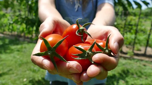 Stretching hands with pelati tomatoes, selective focus, slow motion, FHD