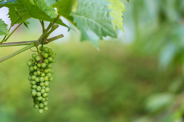 Weintrauben an der Weinrebe als Hintergrund