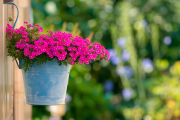 Ein Eimer als Blumenampel mit vielen Blumen und Blüten