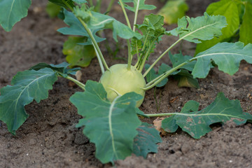 Leckerer frischer Kohlrabi (Brassica oleracea var. gongylodes) auf dem Gemüsebeet im Garten
