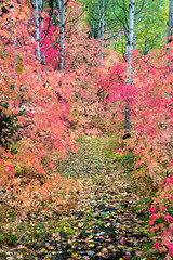 Fall colors in the forest around the Wasatch Mountains of Utah