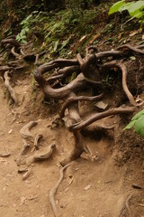 Tree Roots