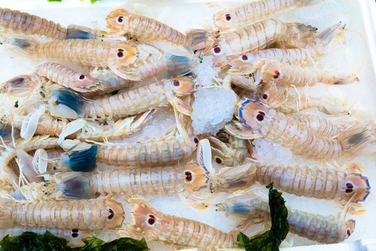 Fresh raw mantis shrimp crustaceans. Canocchie