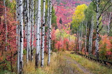 Fall colors in the forest around the Wasatch Mountains of Utah