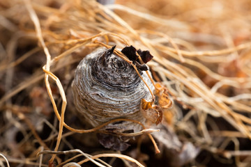 Dry bulb, detail