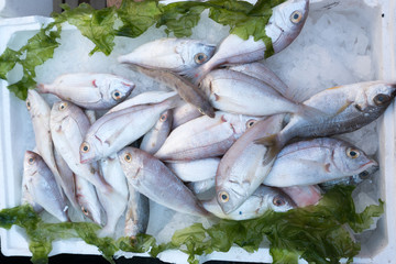 Fish at market
