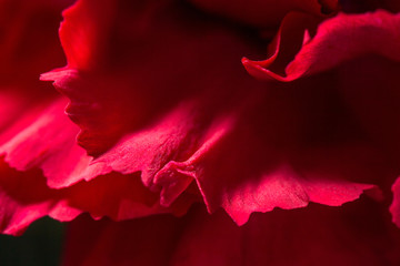 Macro Image of Red Flower
