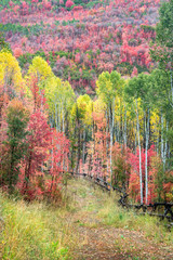 Naklejka premium Fall colors in the forest around the Wasatch Mountains of Utah
