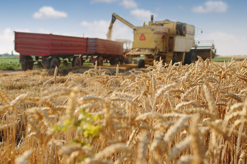 Fototapeta premium Wheat harvest in process with selective focus on wheat plants