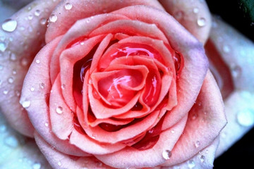Rose et gouttes de pluie