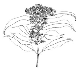 Herbs Lemon Myrtle line drawing with 8 leaves and spent flowers. Isolated on white background. 
