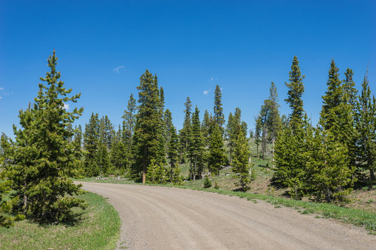Fototapeta Gravel road leads through green pine forest in mountains of Wyoming.