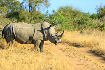 Naklejka na ściany i meble Massive Rhino