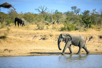 Fototapeta premium Elephant on the move