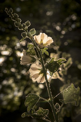 white flowers in front of the sun