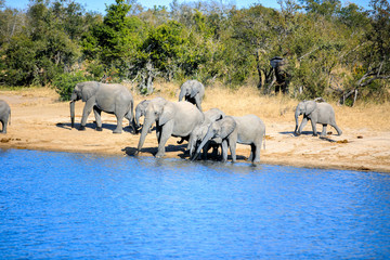Obraz premium Elephant Family getting a Drink