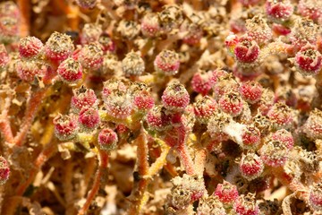 Palos Verdes Lighthouse