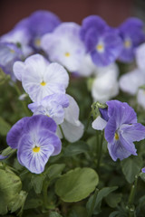 Fototapeta na wymiar purple pansy flowers