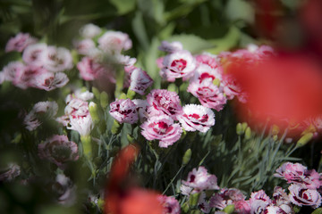 pink carnation flowers in a garden