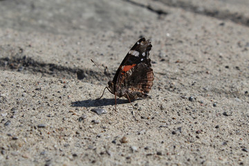 Sick butterfly