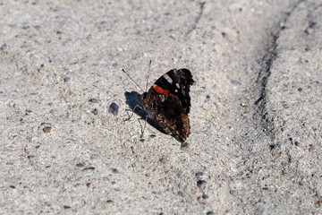 Sick butterfly