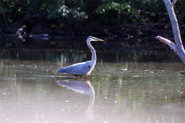 Blue heron