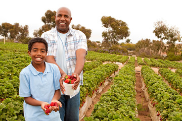 Father and son picking strawberries outside.
