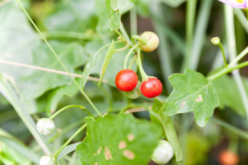 Solanum indicum Herb Trees and fruits