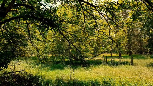 LOOP &ndash; Felder im Wald