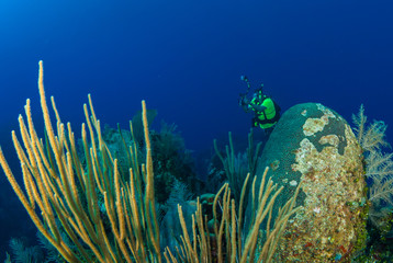 Fototapeta na wymiar A scuba diver swims above the vibrant shallow tropical coral reef in Grand Cayman. The warm water and perfect conditions make this location a popular destination for a range of underwater explorers