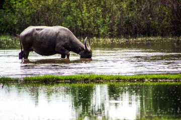 Fototapeta na wymiar The buffalo is eating grass in flooded fields, watering grasshoppers.