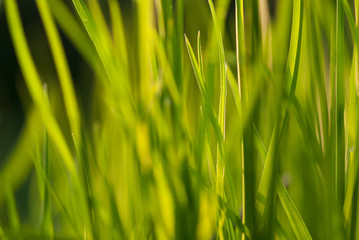 Under the bright sun. Abstract natural backgrounds. Fresh green spring grass on the lawn with the selective focus blurred bokeh
