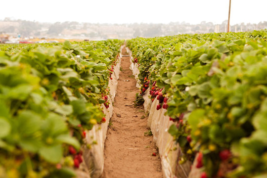 Image of a strawberry patch in the summer.