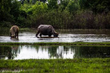 Naklejka na ściany i meble The buffalo is eating grass in flooded fields, watering grasshoppers.