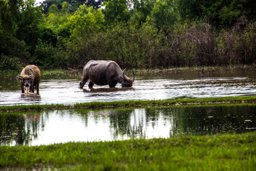 Fototapeta premium The buffalo is eating grass in flooded fields, watering grasshoppers.