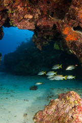 A small school of fish are lazily wondering throughout a section of caribbean coral reef in Grand Cayman. The structure provides shelter and security for these members of a living ecosystem