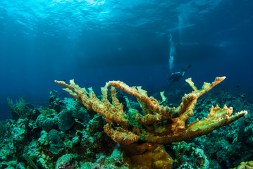 A scuba diver can be seen swimming underneath his boat as he floats above the pristine coral reef in Grand Cayman. The tropical caribbean reef is home to many species and provides a natural habitat