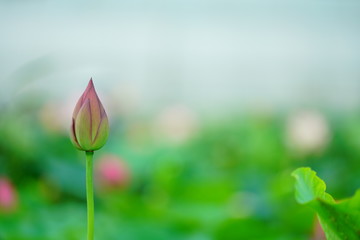 연꽃 (View of a blooming lotus flower over leaves)