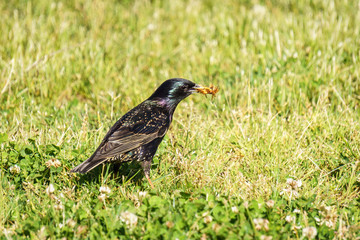Common Starling Sturnus Vulgaris on the green field eating bugs