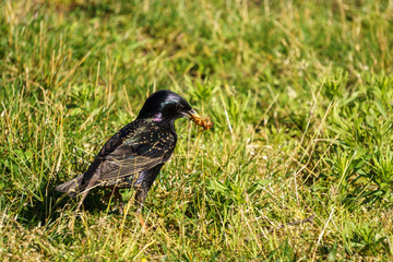 Common Starling Sturnus Vulgaris on the green field eating bugs