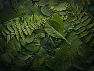 natural foliage of leaves, nature concept.